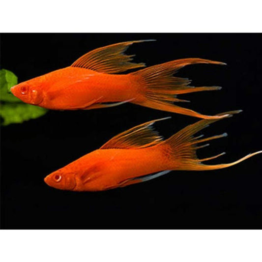 Vivipar hal, Xiphophorus helleri swordtaill