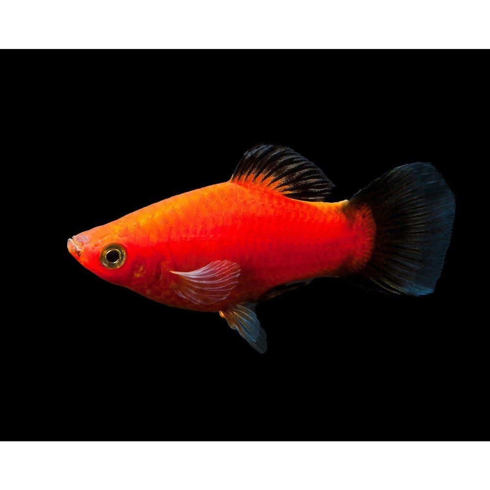 Vivipar hal, Xiphophorus var platy wag tail M