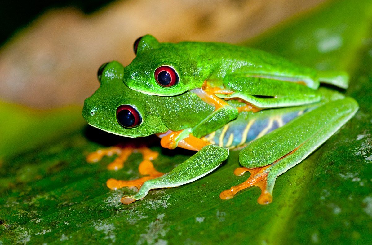 Agalychnis callidryas (vörös szemű leveli béka)