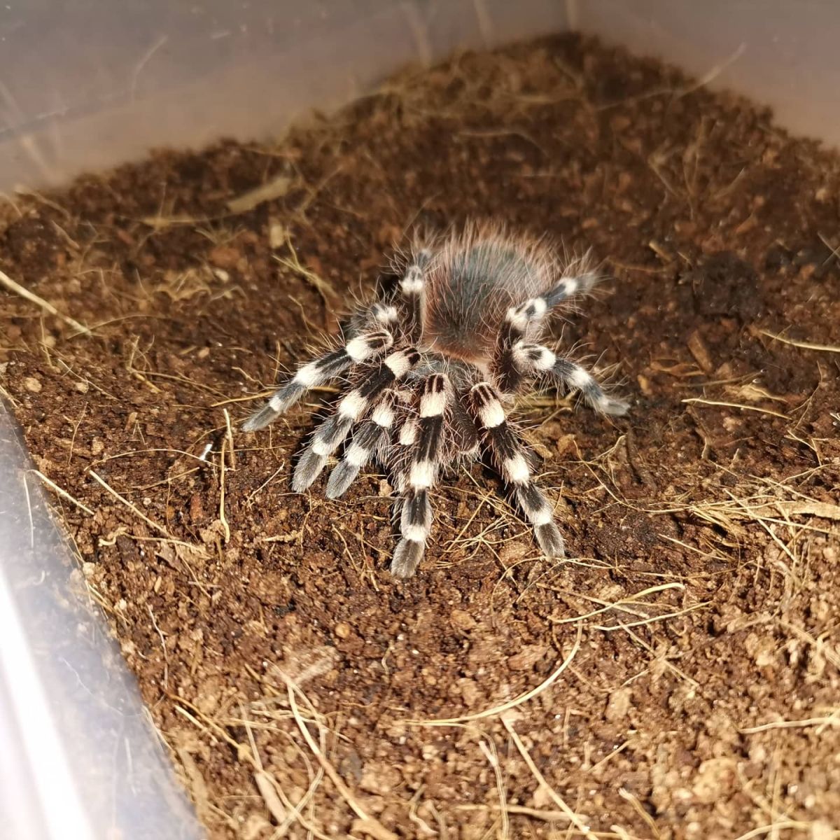 Acanthoscurria geniculata (brazil óriás fehértérdű tarantula)