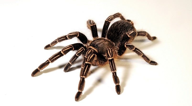 Aphonopelma seemanni