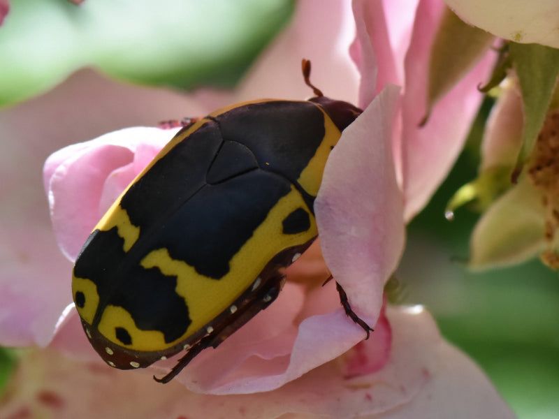 Pachnoda sinuata flaviventris (kerti gyümölcslepedő)