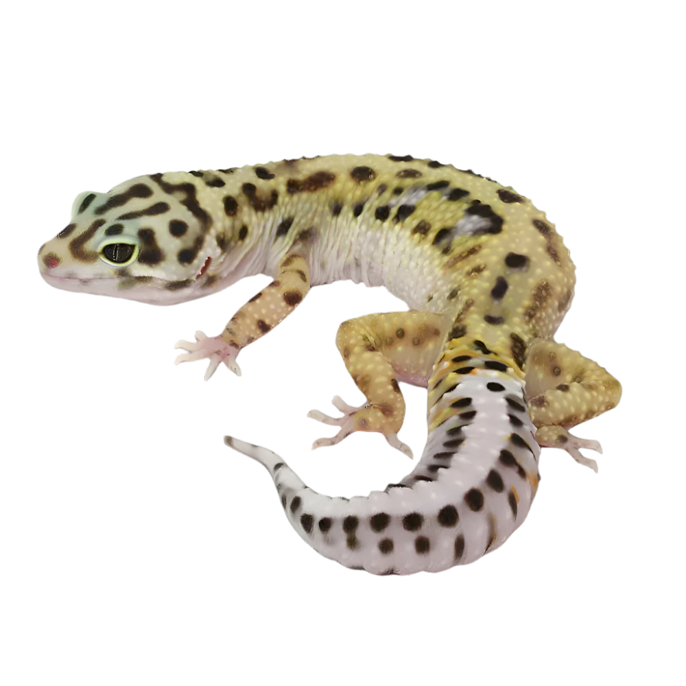 Eublepharis macularius: Leopárd gekkó faj