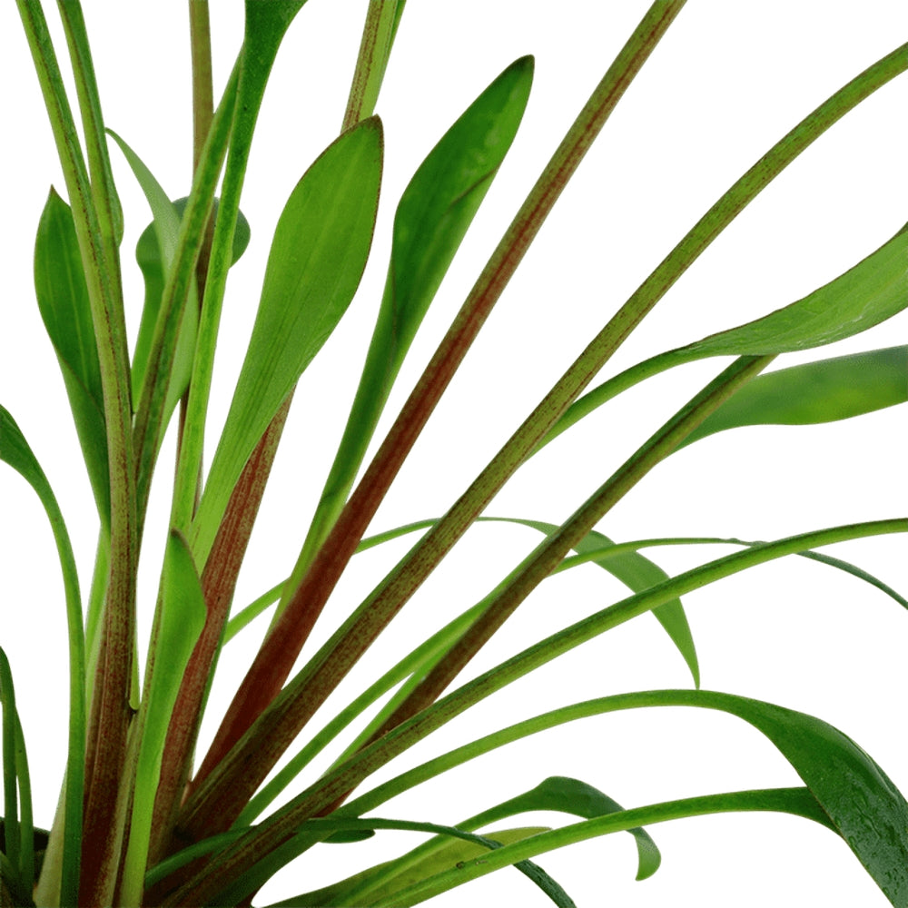 Természetes akváriumi növény, Tropica, Cryptocoryne x willisi