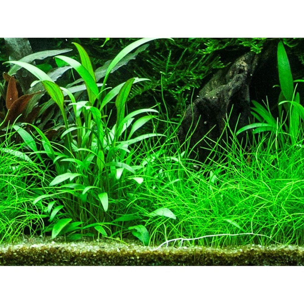 Természetes akváriumi növény, Tropica, Cryptocoryne x willisi