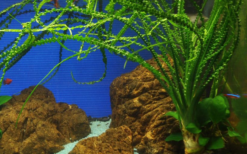 Természetes akváriumi növény, Tropica, Crinum calamistratum