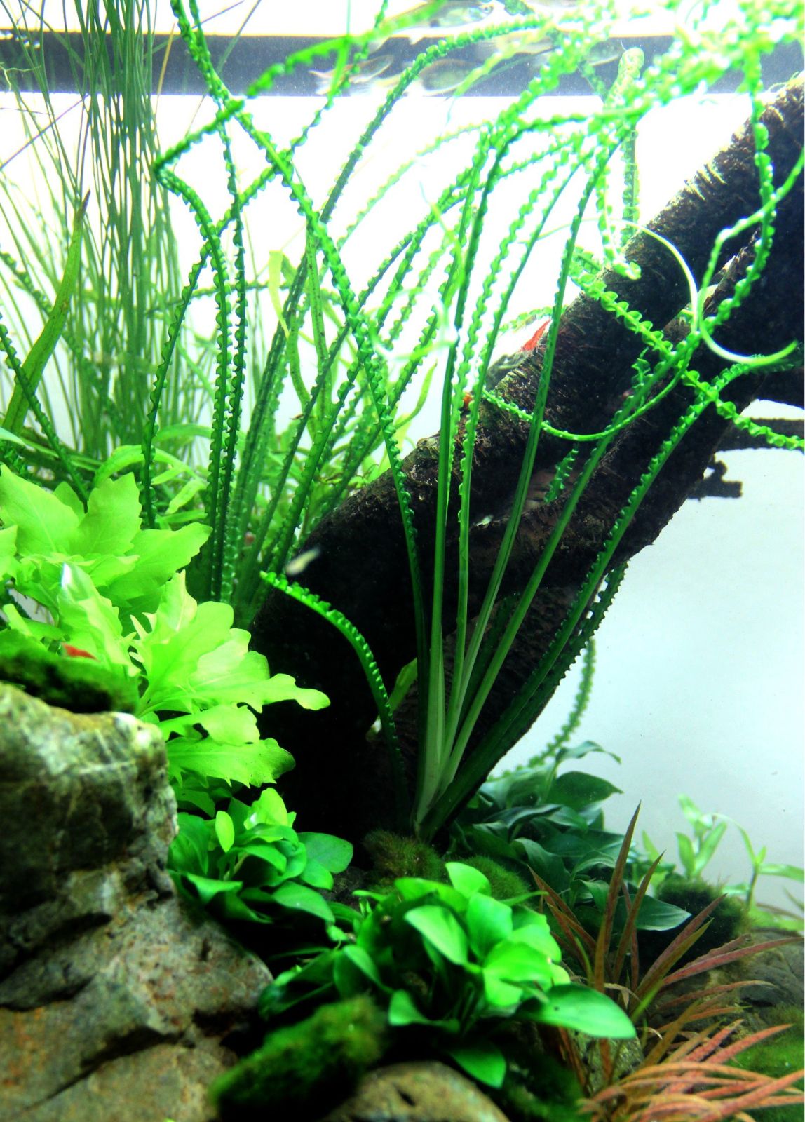 Természetes akváriumi növény, Tropica, Crinum calamistratum