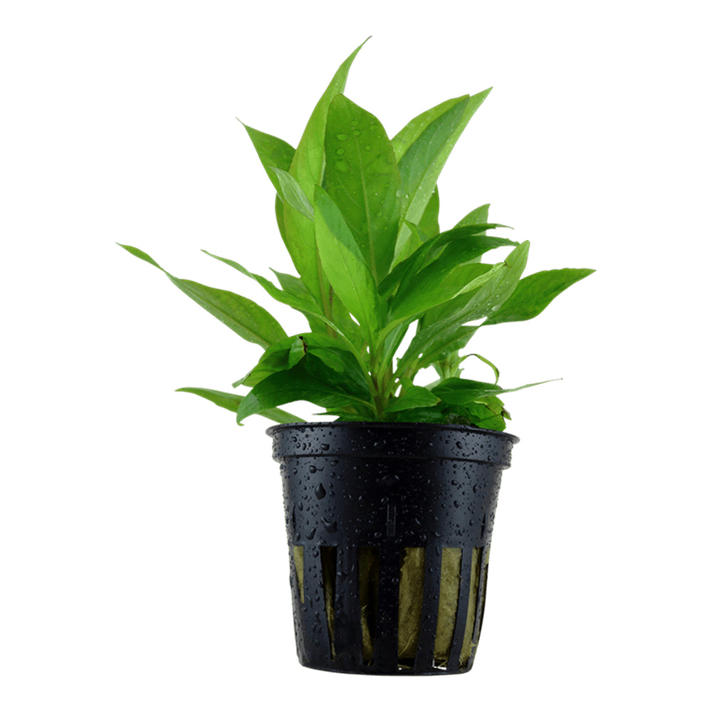 Természetes akváriumi növény, Tropica, Hygrophila corymbosa Siamensis 53B