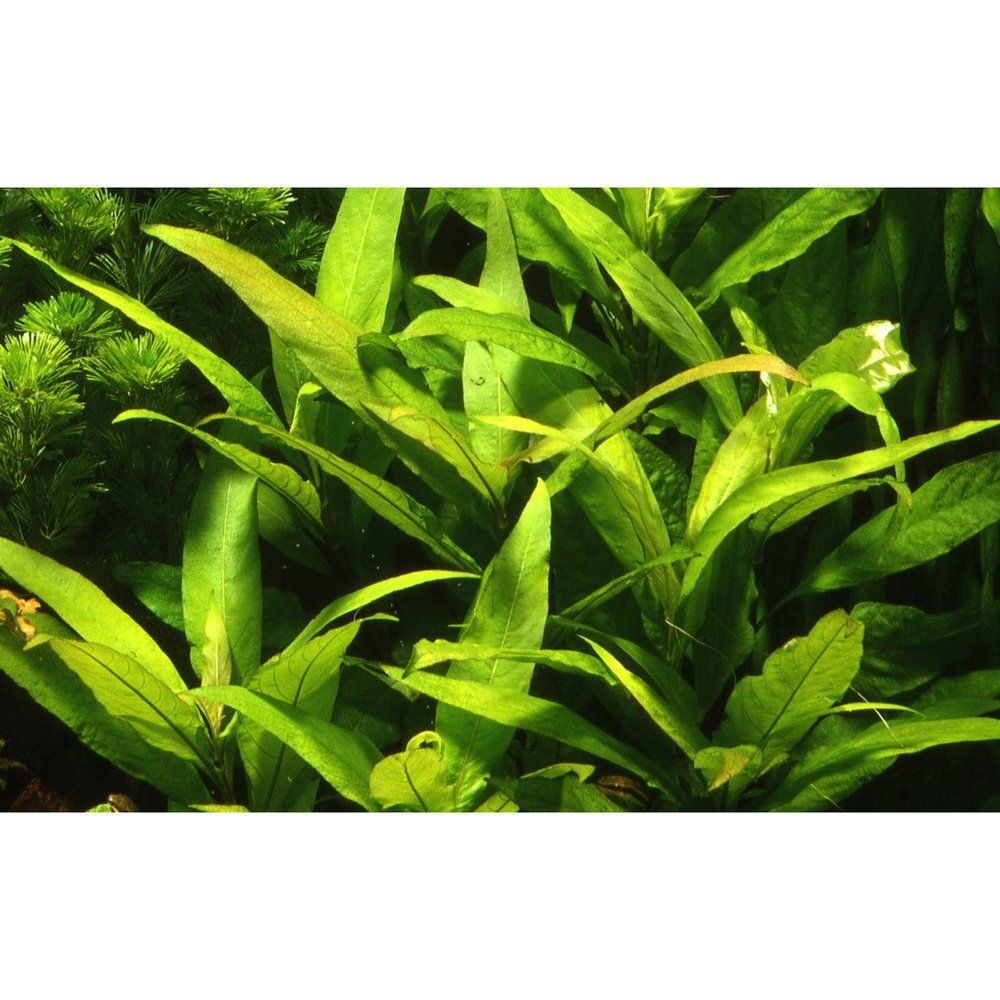 Természetes akváriumi növény, Tropica, Hygrophila corymbosa Siamensis 53B