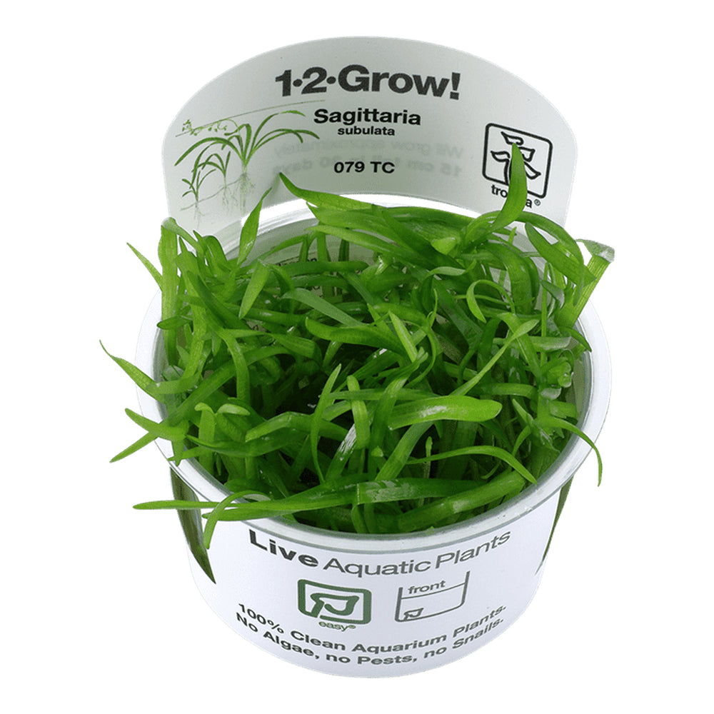 Planta naturala de acvariu, Tropica, Sagittaria subulata 1-2 Grow!, 5 cm