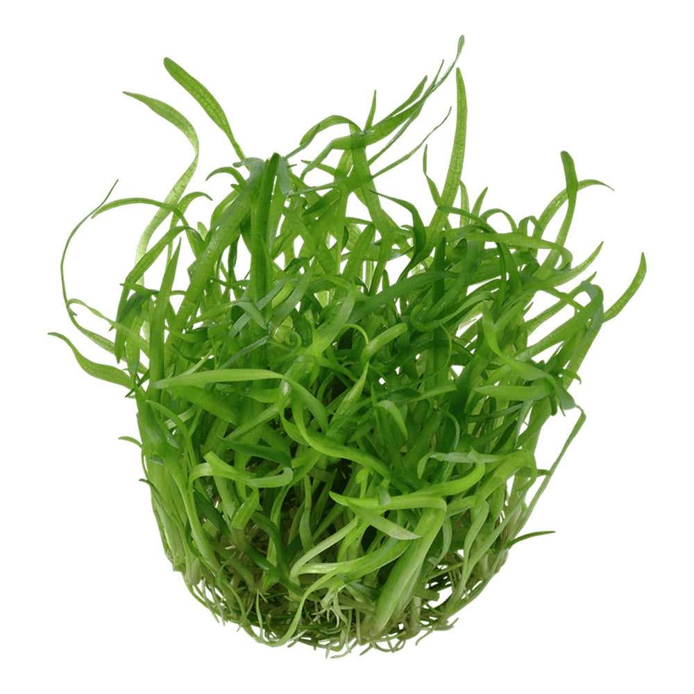 Planta naturala de acvariu, Tropica, Sagittaria subulata 1-2 Grow!, 5 cm