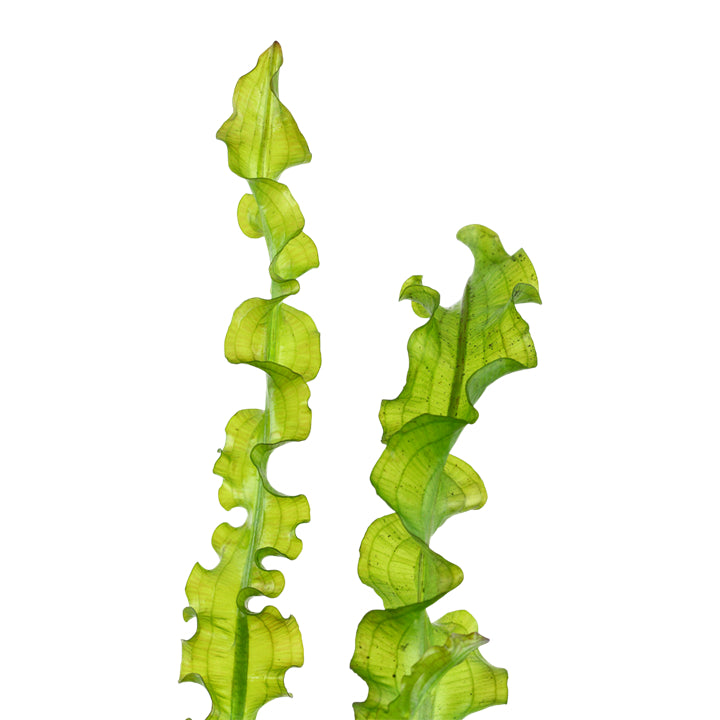 Természetes akváriumi növény, Tropica Aponogeton longiplumulosus, hagyma