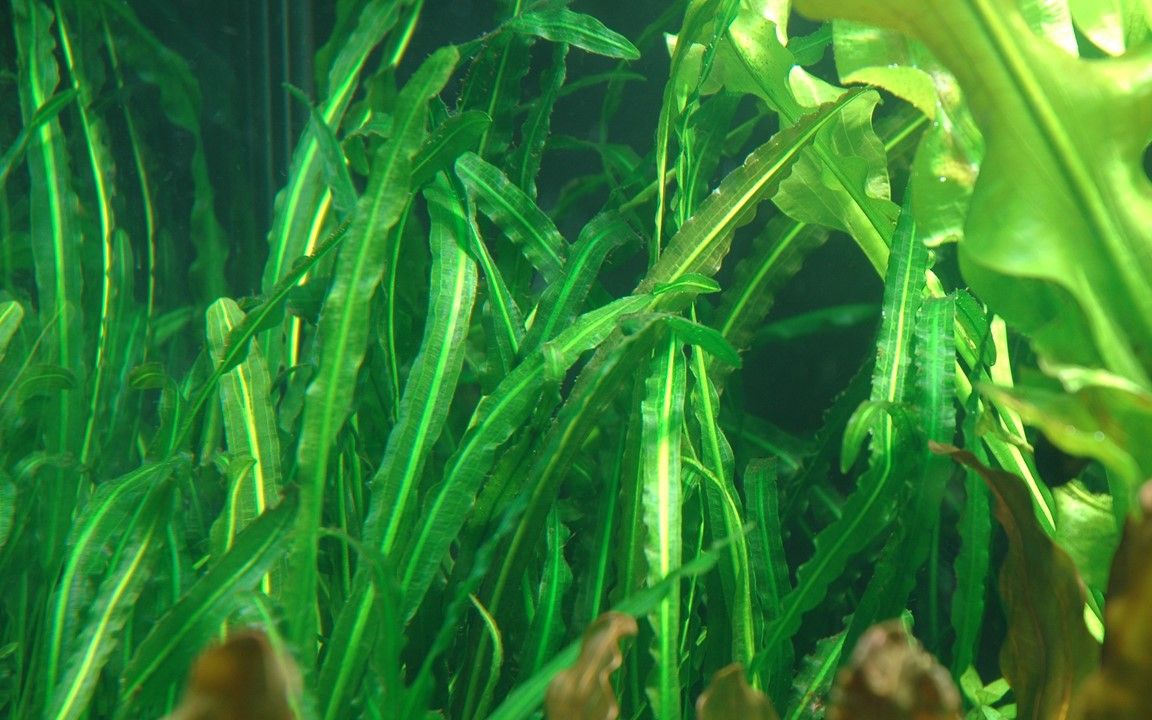 Természetes akváriumi növény, Tropica Aponogeton longiplumulosus, hagyma