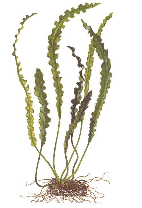 Természetes akváriumi növény, Tropica Aponogeton longiplumulosus, hagyma