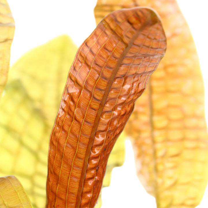 Természetes akváriumi növény, Tropica, Aponogeton boivinianus, hagyma