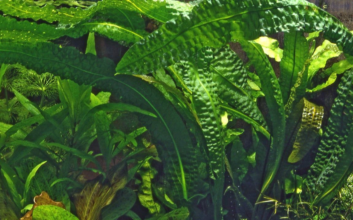 Természetes akváriumi növény, Tropica, Aponogeton boivinianus, hagyma