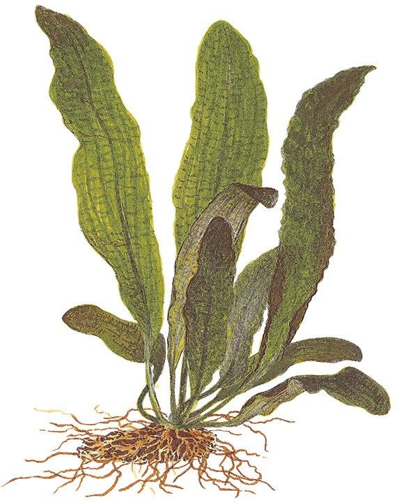 Természetes akváriumi növény, Tropica, Aponogeton boivinianus, hagyma