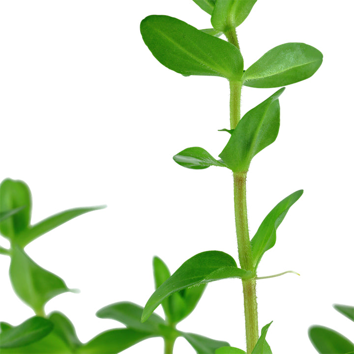 Természetes akváriumi növény, Tropica, Bacopa Caroliniana