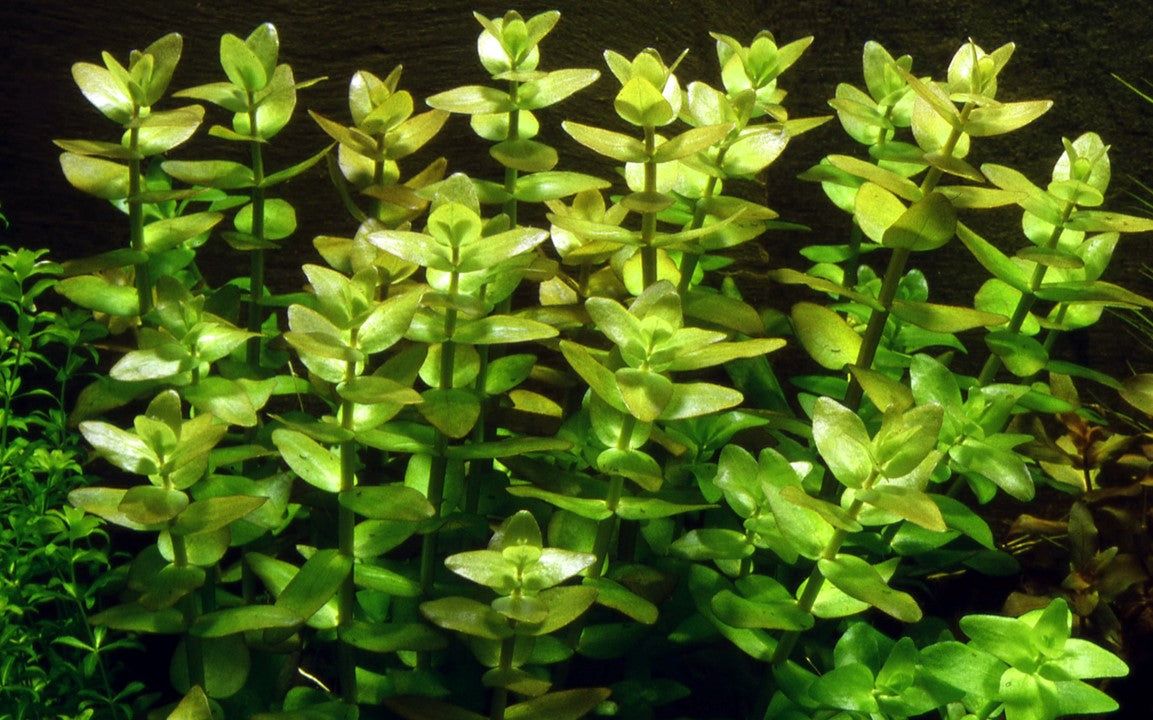 Természetes akváriumi növény, Tropica, Bacopa Caroliniana