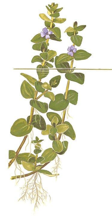 Természetes akváriumi növény, Tropica, Bacopa Caroliniana