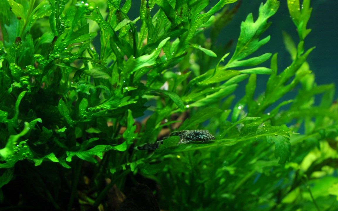 Természetes akváriumi növény, Tropica, Bolbitis heudelotii, XL