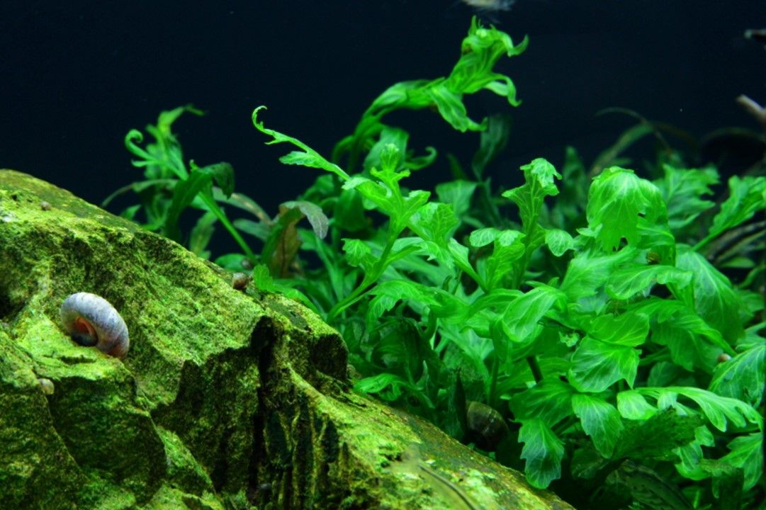 Természetes akváriumi növény, Tropica, Bolbitis heudelotii, XL
