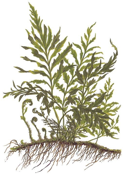 Természetes akváriumi növény, Tropica, Bolbitis heudelotii, XL