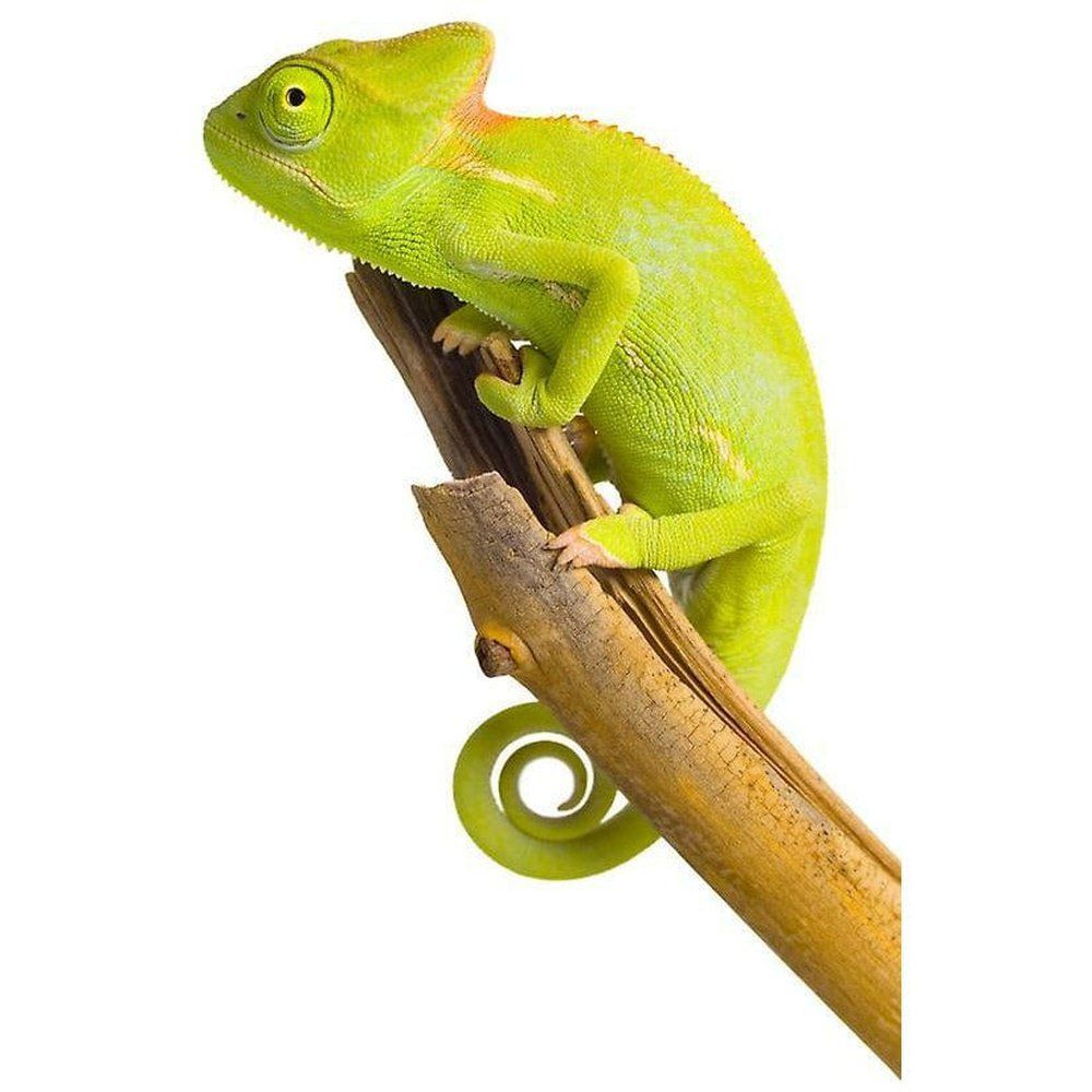 Chamaeleo calyptratus (fátyolos kaméleon)