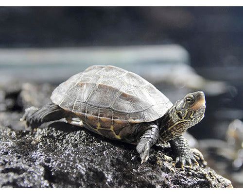 Mauremys reevesii (Chinemys reevesii)