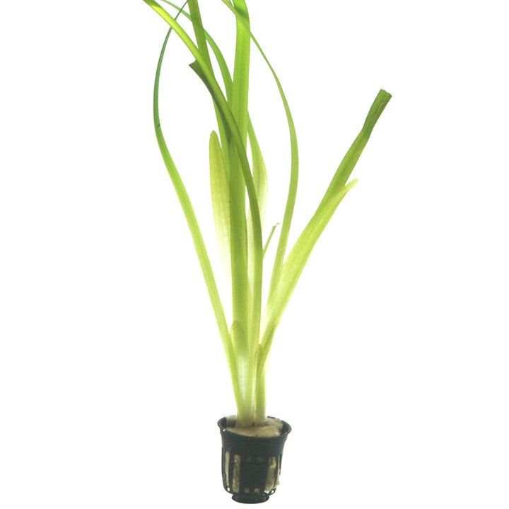 Planta naturala de acvariu, Tropica, Vallisneria americana Gigantea