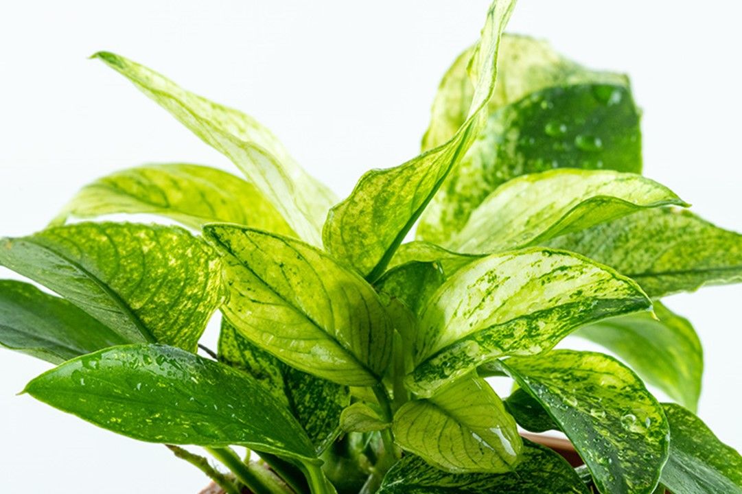 Természetes akváriumi növény, Tropica, Anubias barteri var. naná Pinto