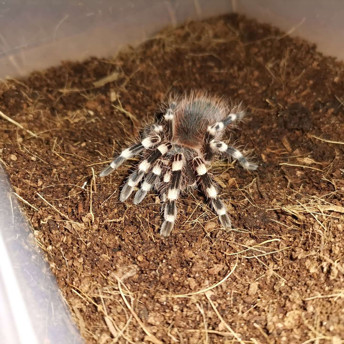 Acanthoscurria geniculata (brazil óriás fehértérdű tarantula)