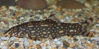 Peste sanitar, Botia Kubotai hybrid 4-5 cm