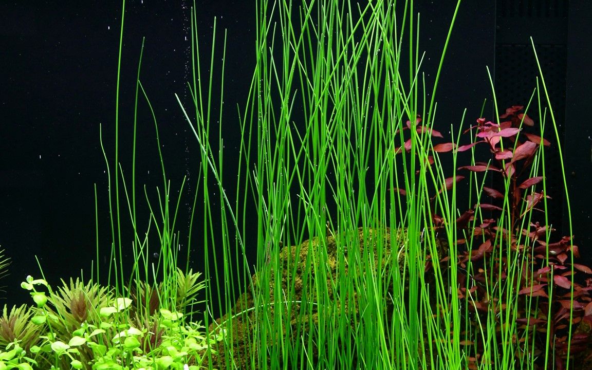 Természetes akváriumi növény, Tropica, Eleocaris montevidensis