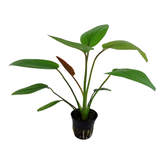 Természetes akváriumi növény, Tropica, Echinodorus Barthii