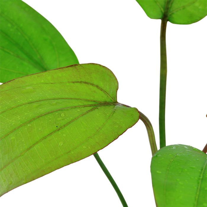 Természetes akváriumi növény, Tropica, Echinodorus Barthii