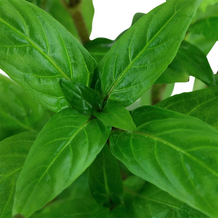 Természetes akváriumi növény, Tropica, Staurogyne repens