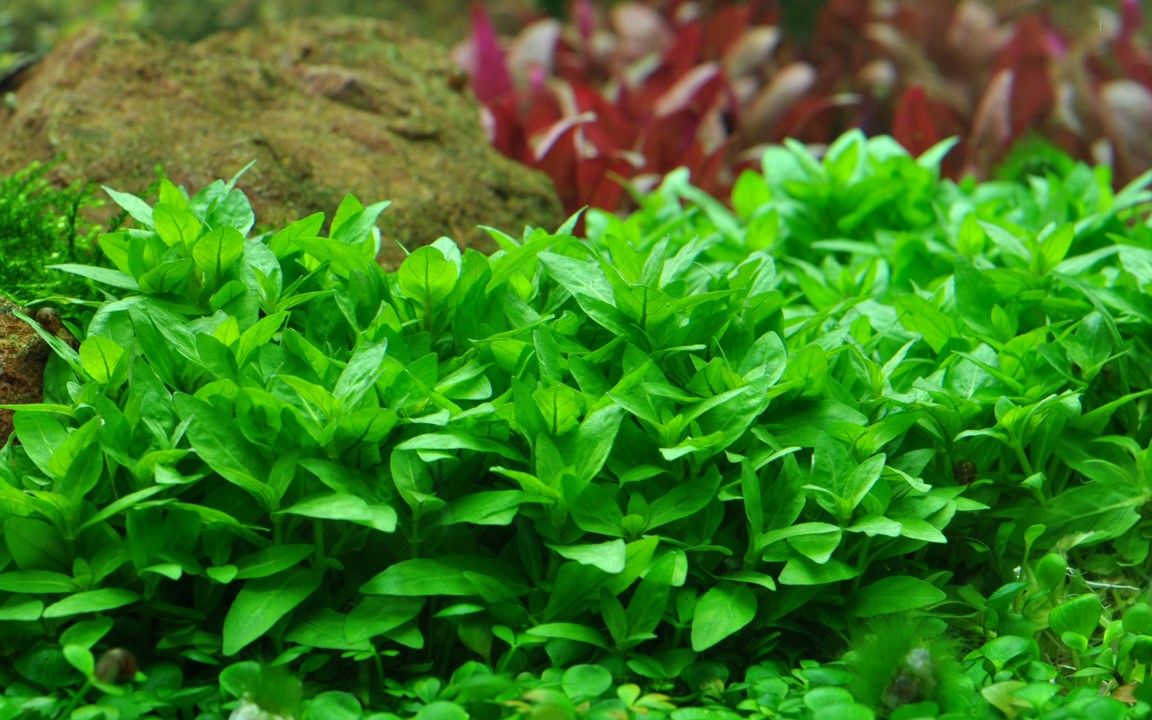 Természetes akváriumi növény, Tropica, Staurogyne repens