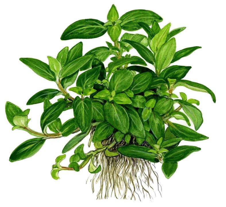 Természetes akváriumi növény, Tropica, Staurogyne repens
