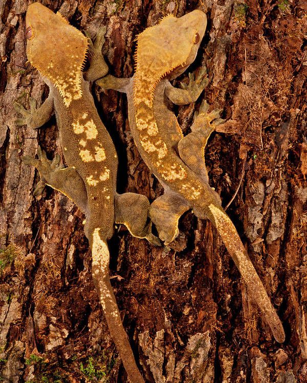Correlophus ciliates (crested gecko)