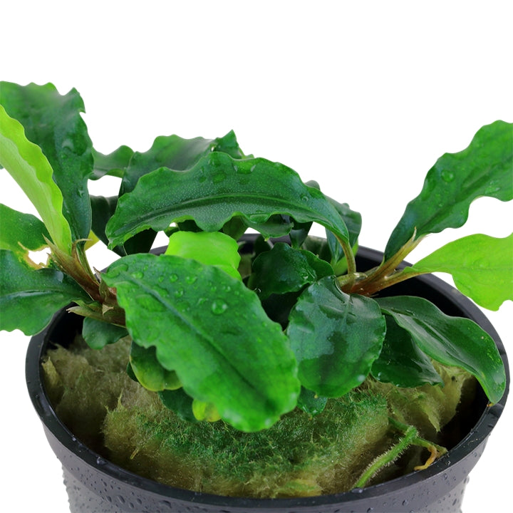 Természetes akváriumi növény, Tropica, Bucephalandra pygmaea Bukit Kelam