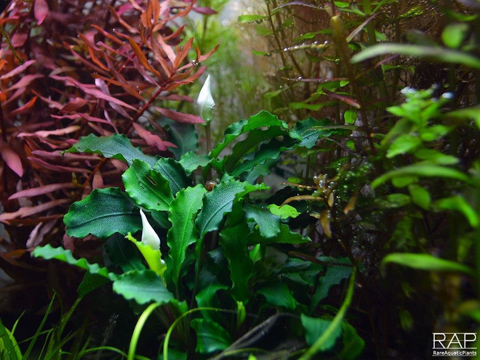 Természetes akváriumi növény, Tropica, Bucephalandra pygmaea Bukit Kelam