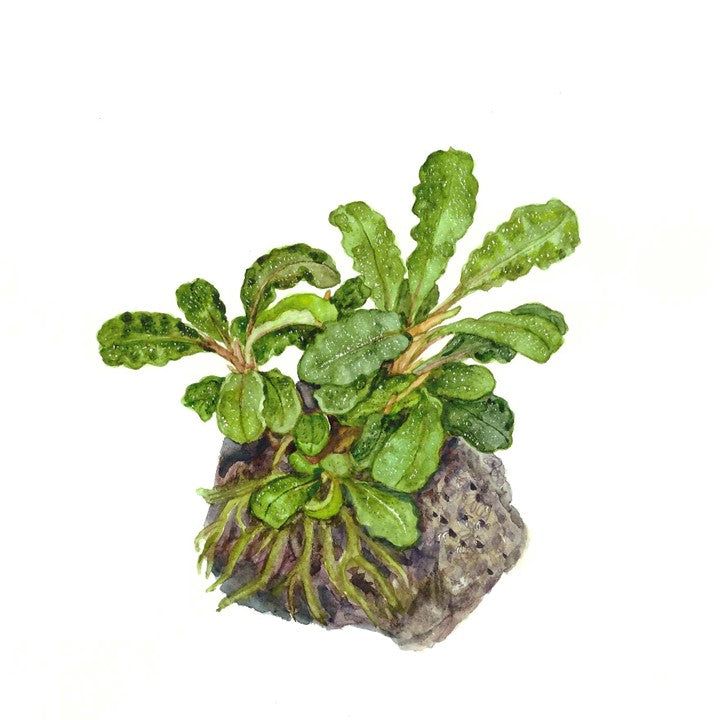 Természetes akváriumi növény, Tropica, Bucephalandra pygmaea Bukit Kelam