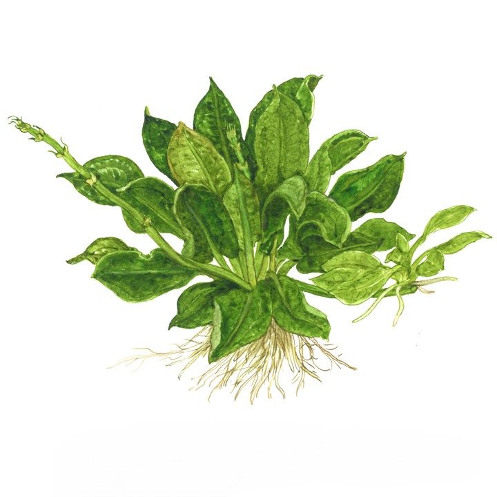 Természetes akváriumi növény, Tropica, Echinodorus grisebachii Tropica 1-2-Grow!, 5 cm