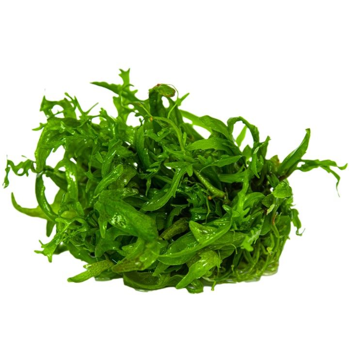 Természetes akváriumi növény, Tropica, Hygrophila odora 1-2-Grow!, 5 cm