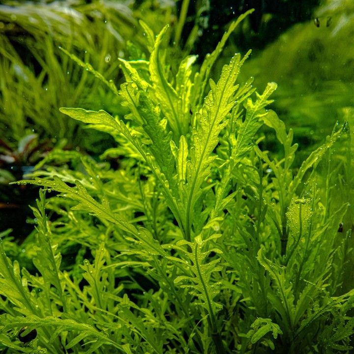 Természetes akváriumi növény, Tropica, Hygrophila odora 1-2-Grow!, 5 cm