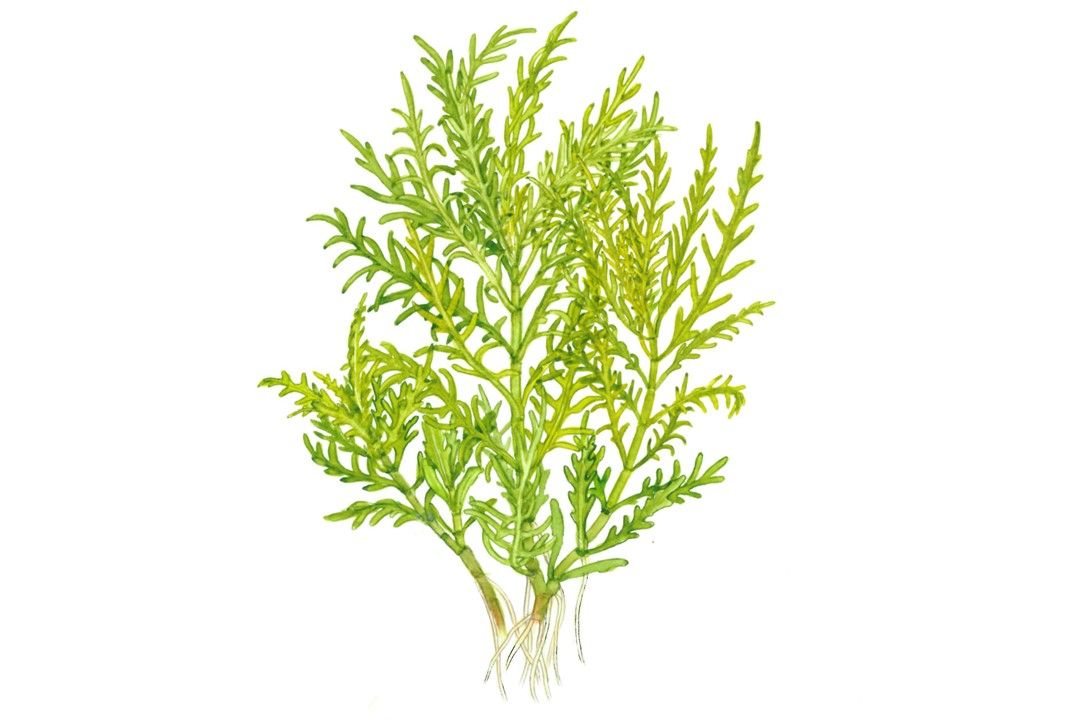 Természetes akváriumi növény, Tropica, Hygrophila odora 1-2-Grow!, 5 cm
