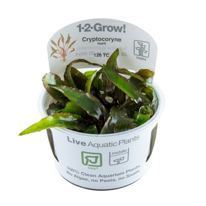 Természetes akváriumi növény, Tropica, Cryptocoryne nurii, 1-2-Grow!, 5 cm