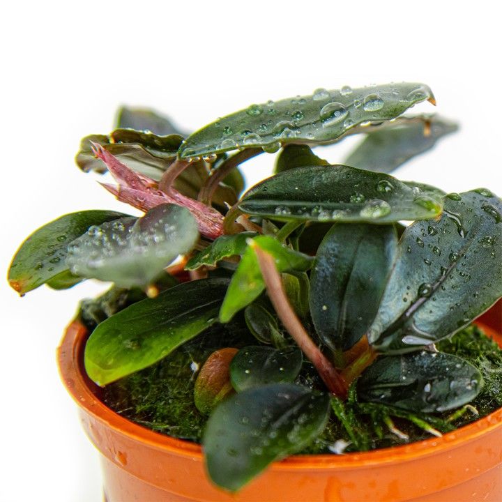 Természetes akváriumi növény, Tropica, Bucephalandra sordidula Blue