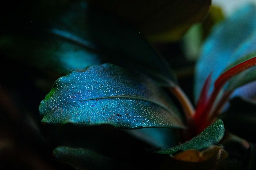 Természetes akváriumi növény, Tropica, Bucephalandra sordidula Blue